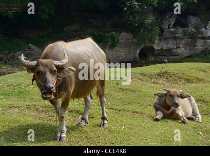 Weibliche asiatische Wasserbüffel und Kalb Weiden auf Rasen am Fuli in der Nähe von Yangshuo Peoples Republic Of China Stockfoto