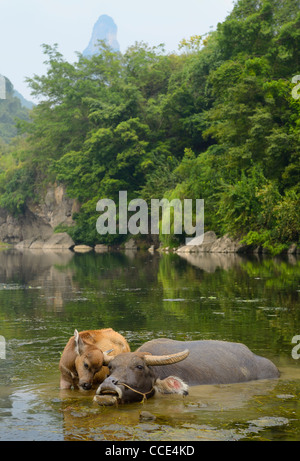 Junge asiatische Wasserbüffel Kalb Kratzen auf Mütter Hörner im Teich des Li Flusses Fuli in der Nähe von Yangshuo Peoples Republic Of China Stockfoto