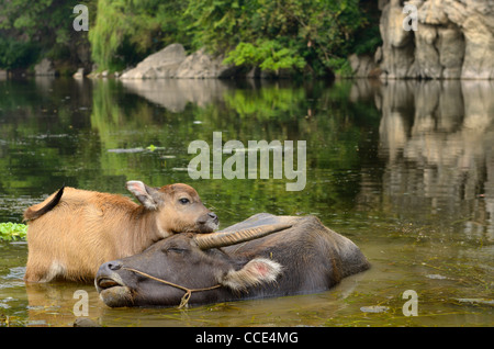 Nahaufnahme der asiatische Wasserbüffel Kalb streicheln Mutter mit Augen in einem Teich bei Fuli in der Nähe von Yangshuo Peoples Republic Of China geschlossen Stockfoto