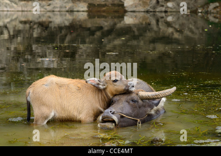 Nahaufnahme der asiatischen Wasserbüffels Kalb streicheln Mutter in einem Teich des Li River bei fuli in der Nähe von Yangshuo Volksrepublik China Stockfoto