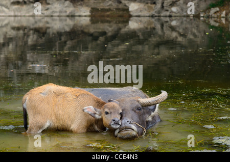 Asiatische Wasserbüffel Kalb streicheln Mutter in einem Teich des Li River bei fuli in der Nähe von Yangshuo china Stockfoto