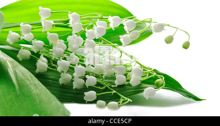 Lilie des Tales, Nahaufnahme Stockfoto