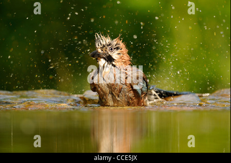 Jay, Baden im pool Stockfoto