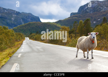 Schafe zu Fuß entlang der Straße. Norwegen-Landschaft. Stockfoto