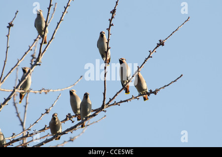 Ein Schwarm Seidenschwänze in einem Baum Stockfoto