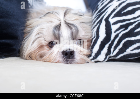 Shih Tzu Hund auf Bett mit Kissen. Stockfoto