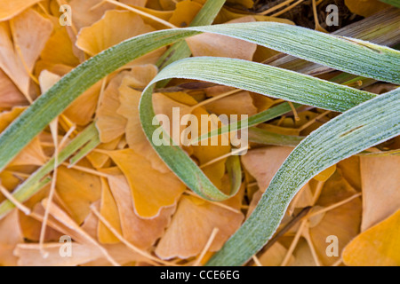 Ginkgo Biloba Blätter mit Grashalmen. Stockfoto