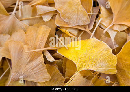Gefallen gelbe Blätter Ginkgo Biloba mit Frost. Stockfoto