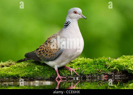Orientalische Schildkröte Taube (Streptopelia Turtur) stehend auf einem moosigen Ufer Stockfoto