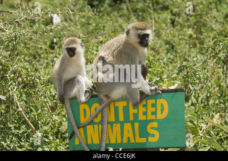 Afrika-Tansania-Ngorongoro Krater-Vervet Affen mit Baby-sitting auf einem Schild (Chlorocebus Pygerythrus) Stockfoto