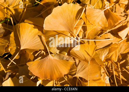 Gefallen gelbe Blätter Ginkgo Biloba mit Frost. Stockfoto