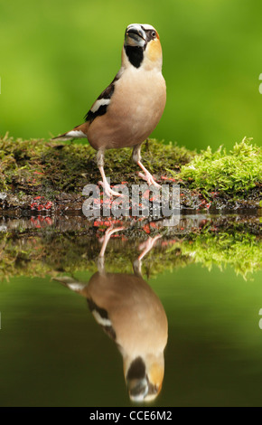 Kernbeißer (Cocothraustes Cocothraustes) männlich stehend am moosigen Ufer eines kleinen Wald Pools Stockfoto