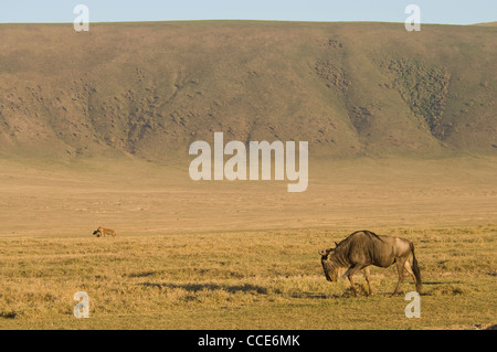 Afrika Tansania Ngorongoro Krater-Gnus wandern über Ebenen (Taurinus Albojubatus) Stockfoto