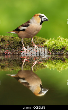 Kernbeißer (Cocothraustes Cocothraustes) männlich stehend am moosigen Ufer eines kleinen Wald Pools Stockfoto