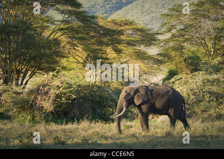 Afrika-Tansania-Ngorongoro Crater-Bull Elefant im Lerai Forest (Loxodonta Africana) Stockfoto