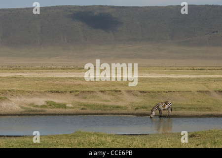 Afrika Tansania Ngorongoro Krater-Scenic mit Burchell Zebra aus Wasserloch (Equus Burchelli) trinken Stockfoto