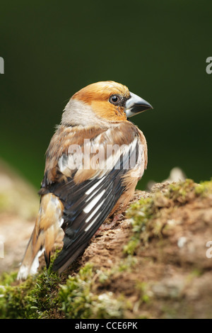 Kernbeißer (Cocothraustes Cocothraustes) thront auf einem Baumstamm, Rückansicht mit Kopf zur Seite gedreht Stockfoto