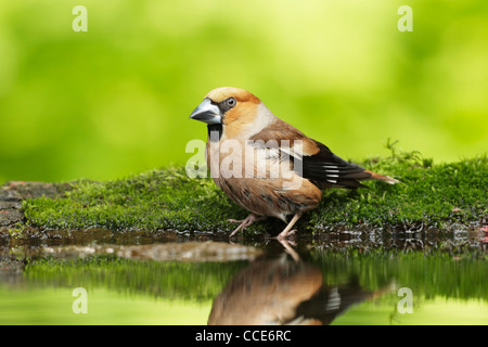 Kernbeißer (Cocothraustes Cocothraustes) männlich stehend am moosigen Ufer eines kleinen Wald Pools Stockfoto