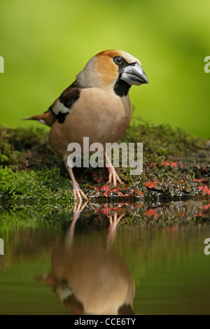 Kernbeißer (Cocothraustes Cocothraustes) männlich stehend auf dem moosigen Ufer eines kleinen Wald Pools Stockfoto