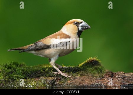 Kernbeißer (Cocothraustes Cocothraustes) männlich stehend auf dem moosigen Ufer eines kleinen Wald Pools Stockfoto