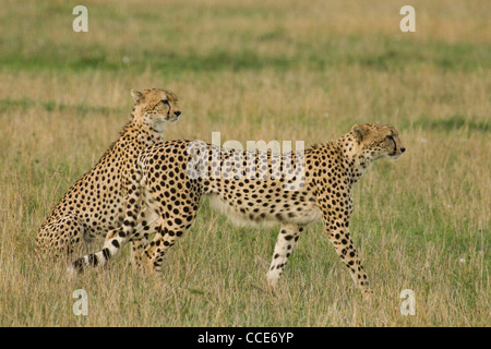 Afrika Kenia Masai Mara National Reserve-zwei Geparden im Ebenen-One sitzen, andere zu Fuß (Acinonyx Jubatus) Stockfoto