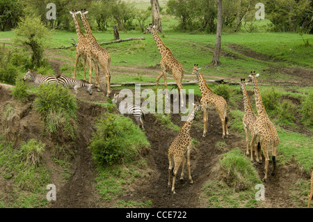 Afrika Kenia Masai Mara National Reserve-Masai Giraffen unterwegs, vom Fluss (Giraffa Plancius Tippelskirchi) Stockfoto