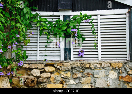 Weiße louvered Fenster, St. John's, Antigua Stockfoto