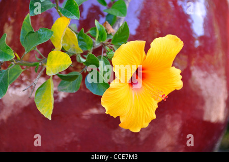Hibiskus Stockfoto