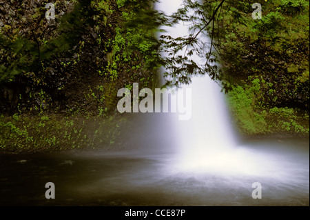 Schachtelhalm fällt entlang der Columbia River Gorge Bereich Waldkulisse mit üppigen Grüns Oregon State USA Stockfoto