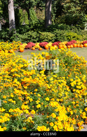 Herbstblumen und Kürbisse, Dallas Arboretum, Dallas, Texas, USA Stockfoto