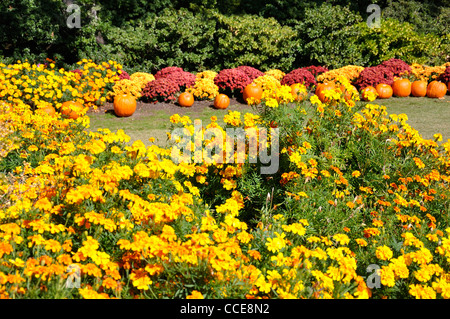 Herbstblumen und Kürbisse, Dallas Arboretum, Dallas, Texas, USA Stockfoto