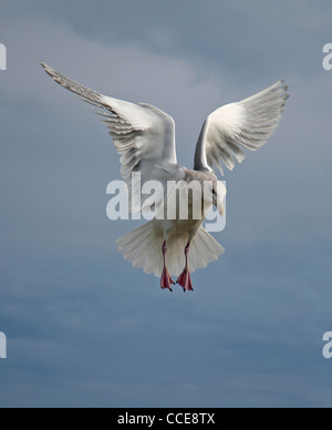 Silbermöwe im Flug, Vancouver Island, Britisch-Kolumbien schwebt. SCO 7843 Stockfoto