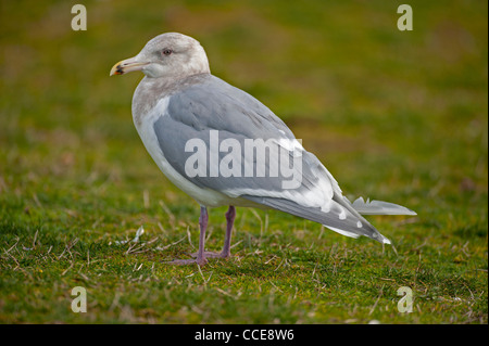 Amerikanische Silbermöwe, Larus Smithsonianus ruhen, Parksville, Britisch-Kolumbien, Kanada. SCO 7844 Stockfoto