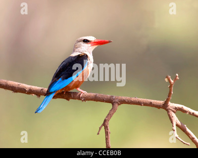 Grey-headed Eisvogel thront auf Zweig Stockfoto