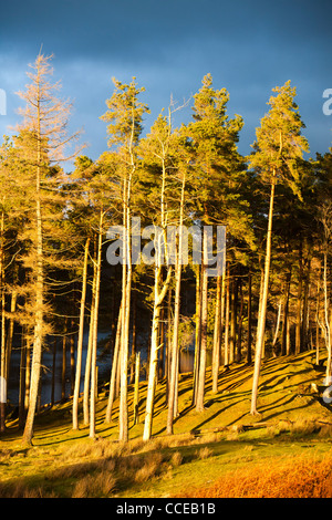 Tarn Hows im Lake District, Großbritannien. Stockfoto