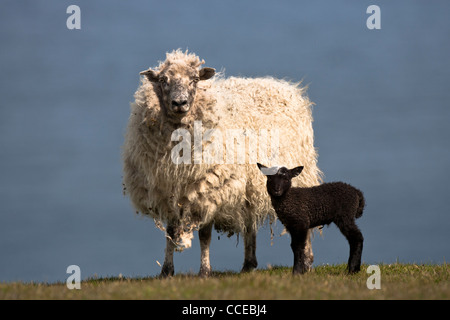 Schafe Schaf mit Neugeborenen Lamm, Schaf Mit Lamm, Fair Isle, Shetland, Schottland, Großbritannien Stockfoto