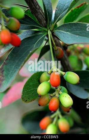 Berberis leuchtend rote Beeren Berrys Früchte Herbst Winter sommergrün abgerundet Mehrstämmiges Bush-Berberries pepperidge Stockfoto