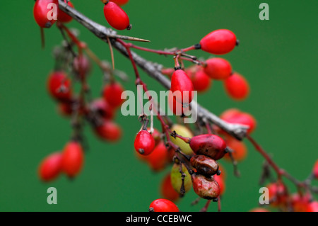 Berberis Koehneana Var Auramea leuchtend roten Beeren Berrys Obst Herbst Winter Laub-gerundet Multi-Stemmed Bush Berberitzen Stockfoto