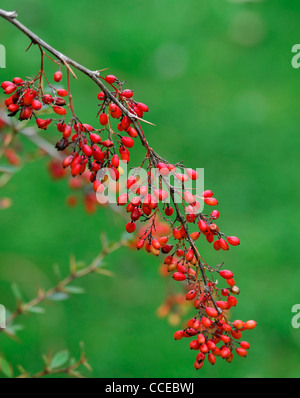 Berberis Koehneana Var Auramea leuchtend roten Beeren Berrys Obst Herbst Winter Laub-gerundet Multi-Stemmed Bush Berberitzen Stockfoto