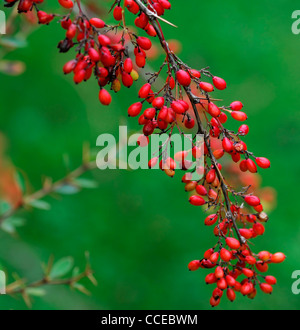 Berberis Koehneana Var Auramea leuchtend roten Beeren Berrys Obst Herbst Winter Laub-gerundet Multi-Stemmed Bush Berberitzen Stockfoto