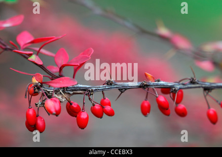 Berberis Thunbergii Cheals scharlachrote leuchtend roten Beeren Berrys Obst Herbst Winter Laub-gerundet Multi-Stemmed Bush Berberitzen Stockfoto