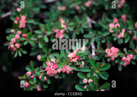 Berberis X stenophylla Corallina Compacta orange rote Beeren im Herbst Winter kompakt Korallen Berberitze Sträucher Spitzen stachelig spitz Stockfoto