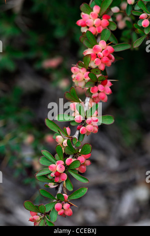 Berberis X stenophylla Corallina Compacta orange rote Beeren im Herbst Winter kompakt Korallen Berberitze Sträucher Spitzen stachelig spitz Stockfoto