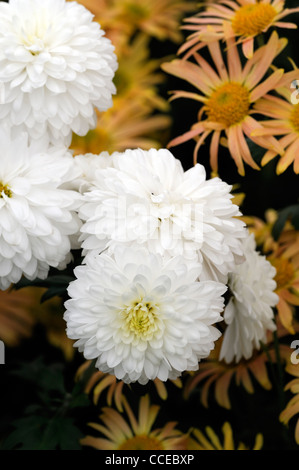 Chrysantheme Asterlee weiße Blumen Blüte Blüten halbe winterharte