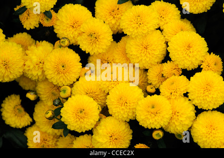 Chrysantheme Wells gelbe Blumen Blüte Blüten halbe winterharte