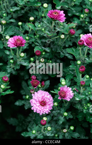 Chrysantheme MeiKyo Mei Kyo rosa Blumen Blüte Blüten halbe winterharte