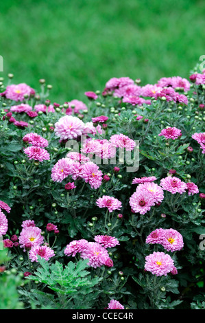 Chrysantheme MeiKyo Mei Kyo rosa Blumen Blüte Blüten halbe winterharte