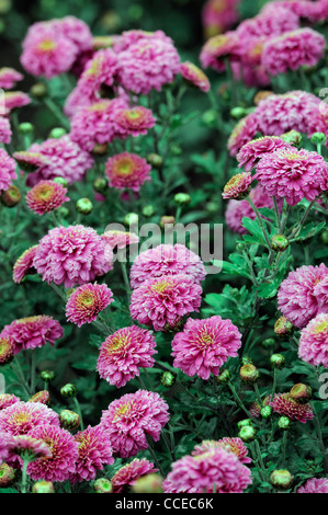 Chrysantheme lila Fairie Fee Blumen Blüte Blüten halbe winterharte