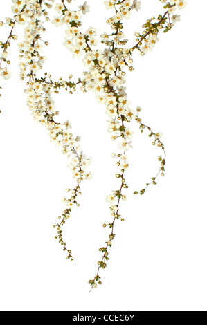Spirea Blumen isoliert auf weißem Hintergrund Stockfoto