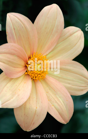 Dahlie Bischof von Oxford orange Pastell Blume Blüte Blüte Nahaufnahme Pflanzenportraits Blumen blühenden Stauden Blüten blüht Stockfoto